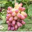 Pembe parmak 