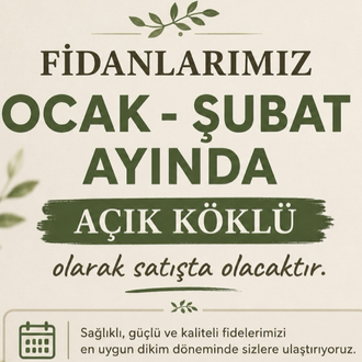 Fidanlarımız Ocak şubat aylarında açık köklü olarak satışta olacak