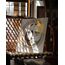Fornasetti Çini 