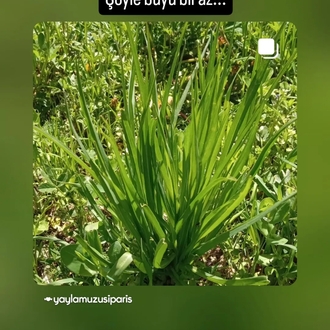 Yemlik Otu Taze