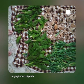 Çiriş Otu Taze 1 kg