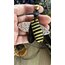 BEE MINE KOLYE