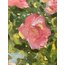 whispering blooms
