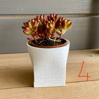Mini sukulent/kaktüs saksı