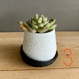Mini sukulent/kaktüs saksı
