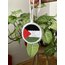 Çift taraflı araba süsü (%25’i bağış)