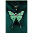 Luna Moth Clutch