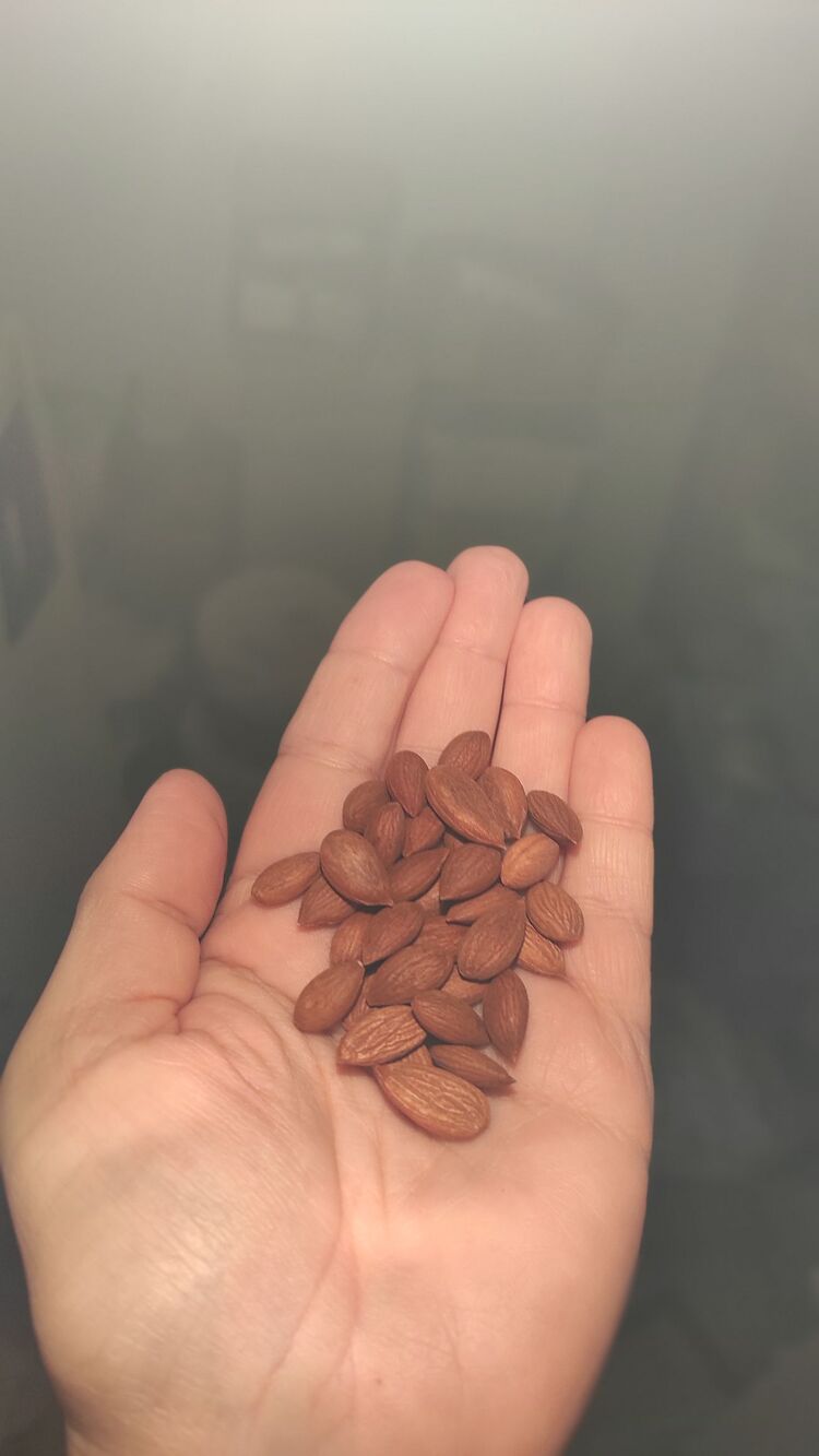 Kaygısı Çekirdeği . 500 gram