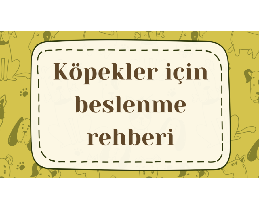 Köpek Beslenme Rehberi