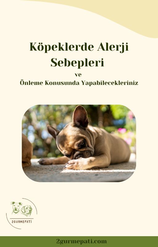 Köpeklerde Alerji Sebepleri ve Önlemler