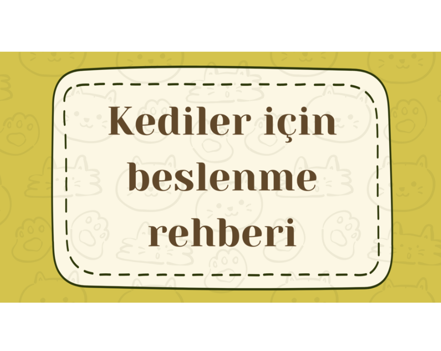 Kedi Beslenme Rehberi