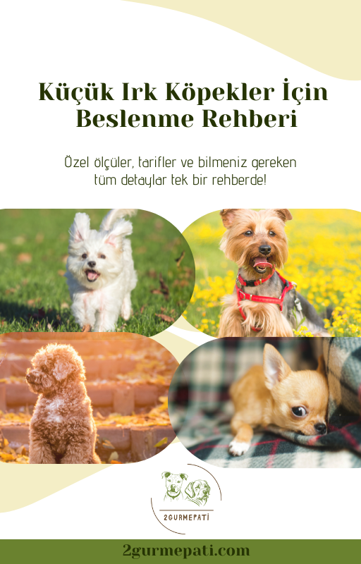 Küçük Irk Köpekler İçin Beslenme Rehberi