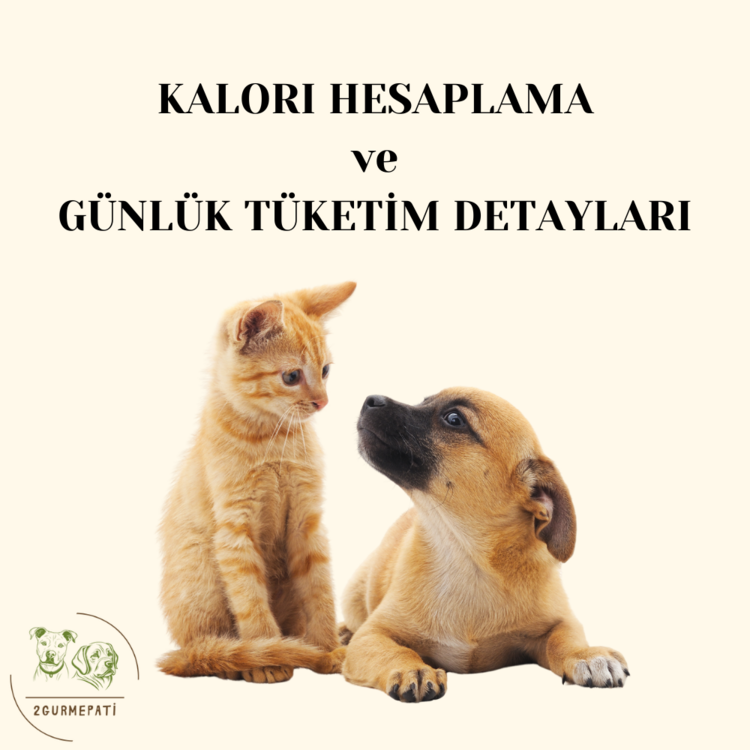 Kişiselleştirilmiş Kalori ve Günlük Besin Hesaplaması! + 2 tarif