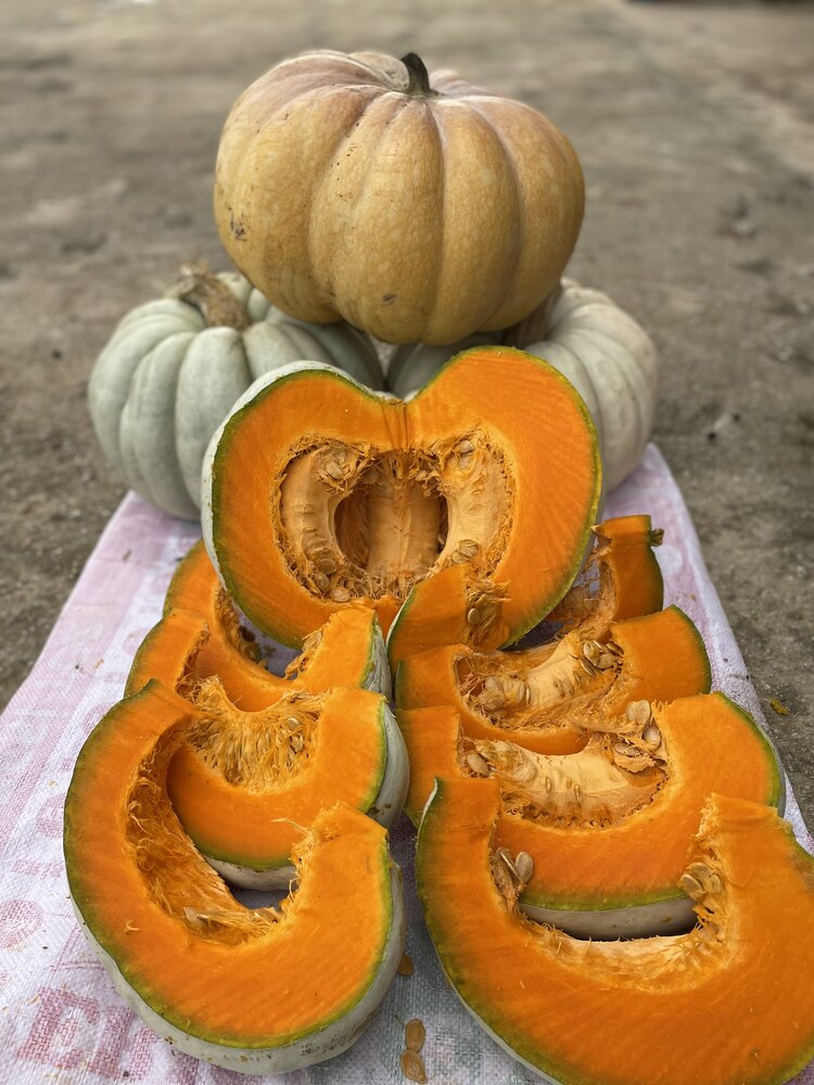 kestane kabak tohumu