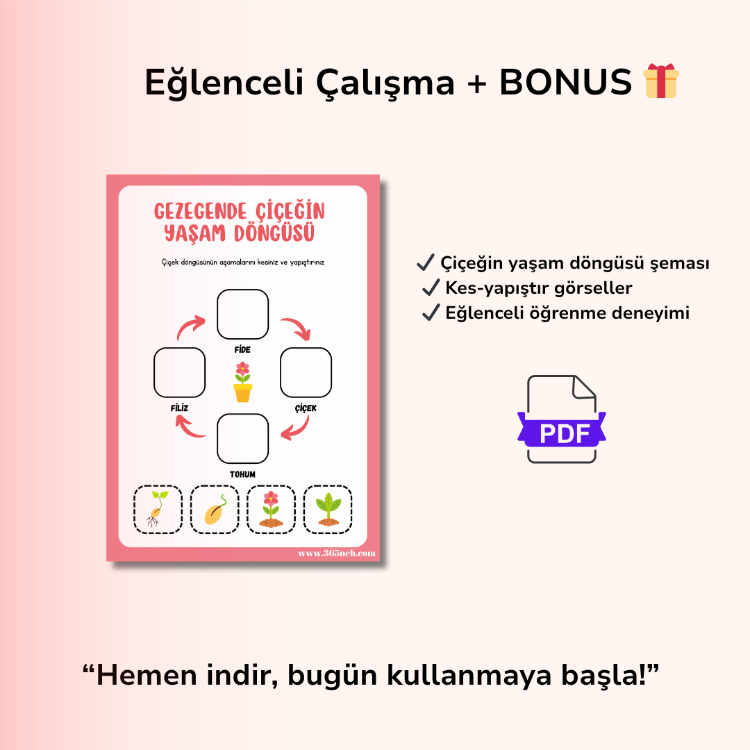 Çiçeğin Yaşam Döngüsü | Okul Öncesi Yazdırılabilir Etkinlik | Kes-Yapıştır PDF