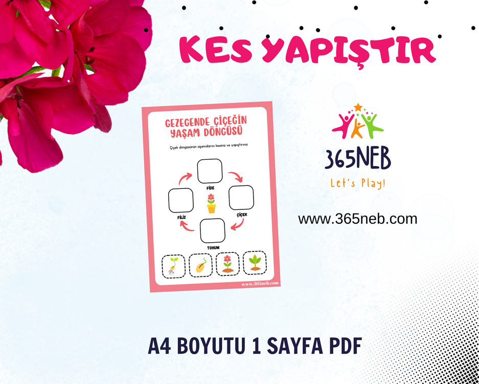 Çiçeğin Yaşam Döngüsü | Okul Öncesi Yazdırılabilir Etkinlik | Kes Yapıştır