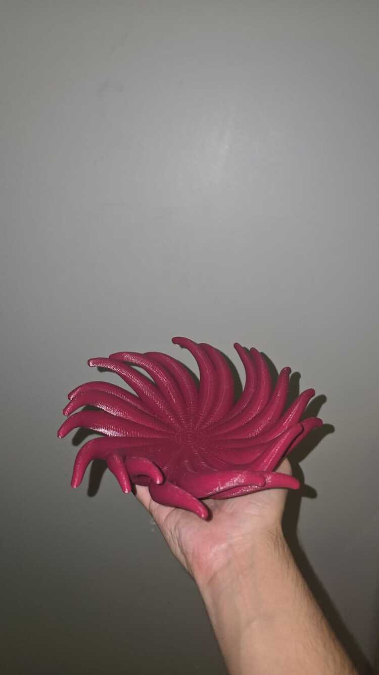 Spiral Şölen (Meyvelik)