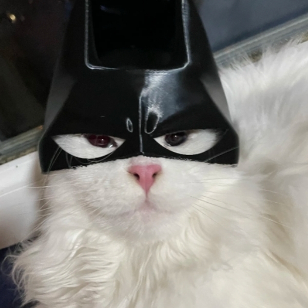 Kedi için batman maskesi