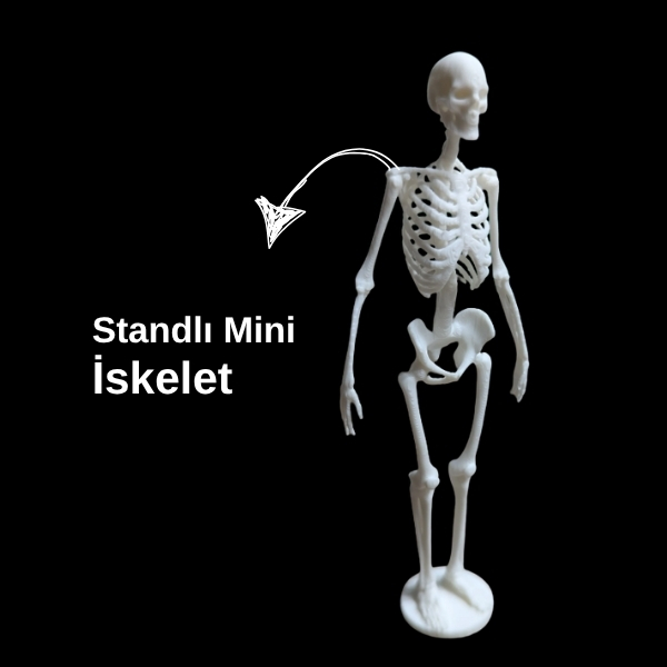 Standlı Mini İskelet Anatomi