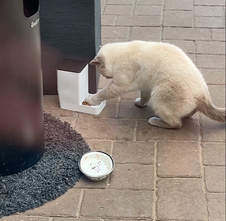 Kedi Mama Dağıtıcı - Kurulumsuz