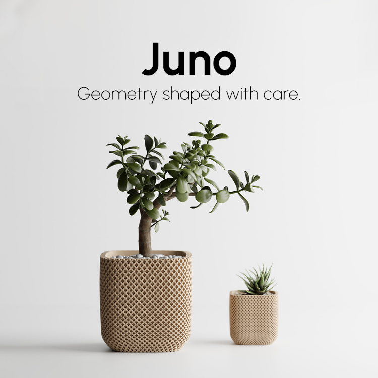 Juno Saksı