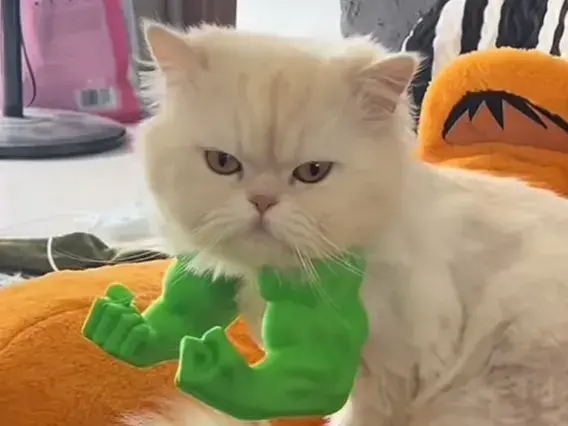 Kedi Aksesuar Kolları – Süper Kahraman Temalı 3D Baskı