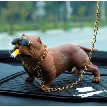 Pitbul köpek