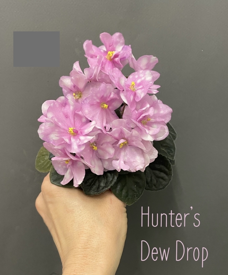 Hunter’s New Drop’s, semimini, fide