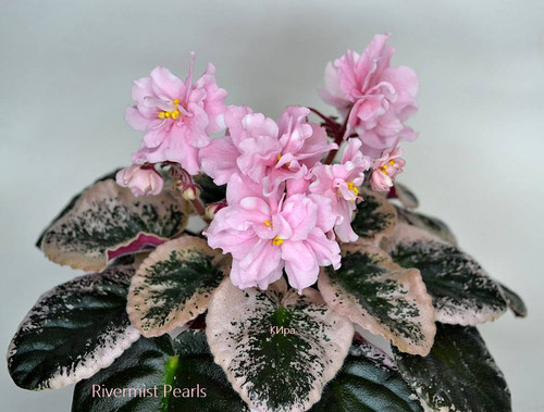 Rivermist Pearl, standart, fide