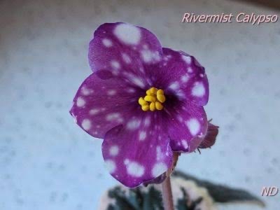 Rivermist Calypso, standart, fide