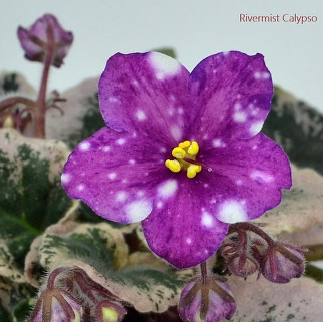 Rivermist Calypso, standart, fide