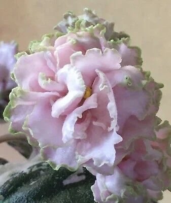 Hunter's Elk Ivory, standart, fide