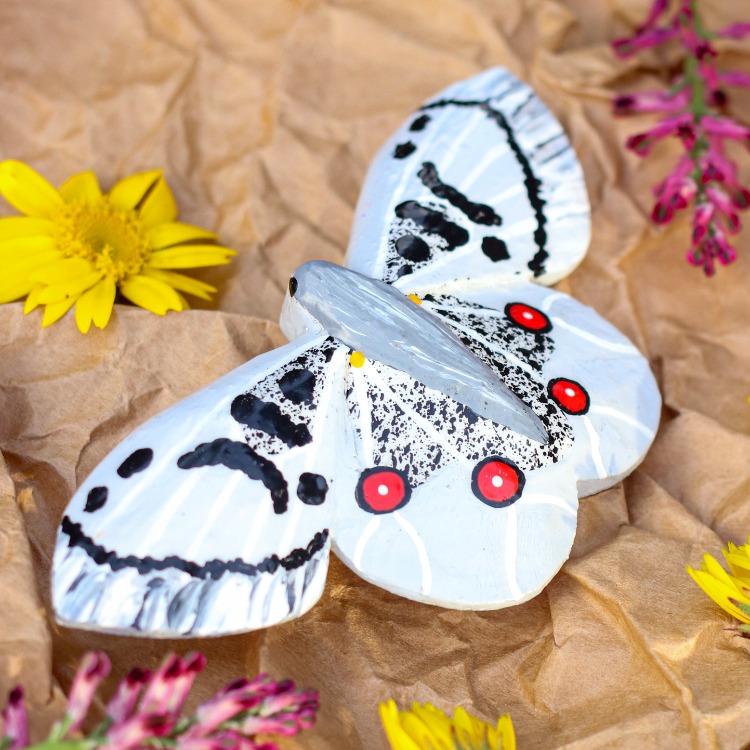 Apollo Kelebeği TOKA (Büyük Boy) (Parnassius apollo)