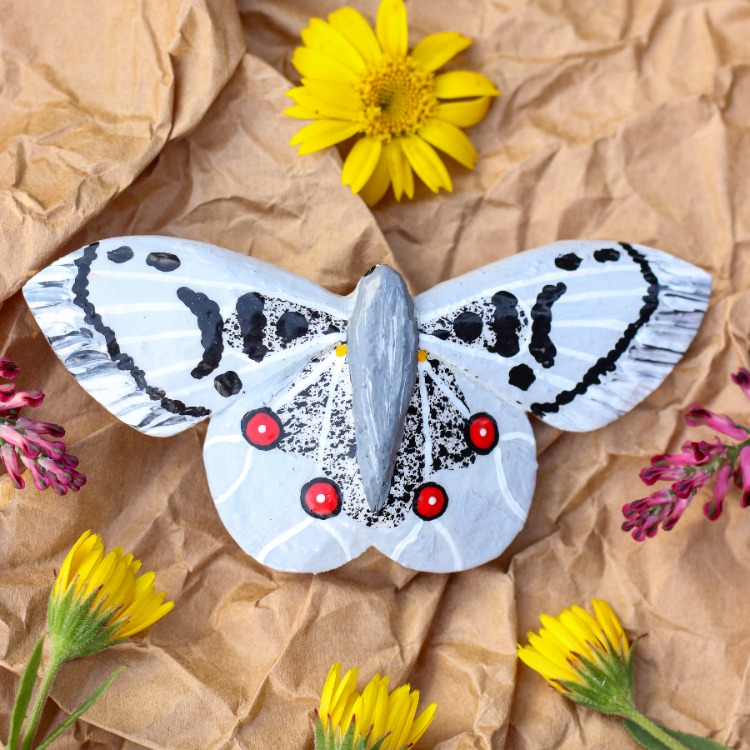 Apollo Kelebeği TOKA (Büyük Boy) (Parnassius apollo)