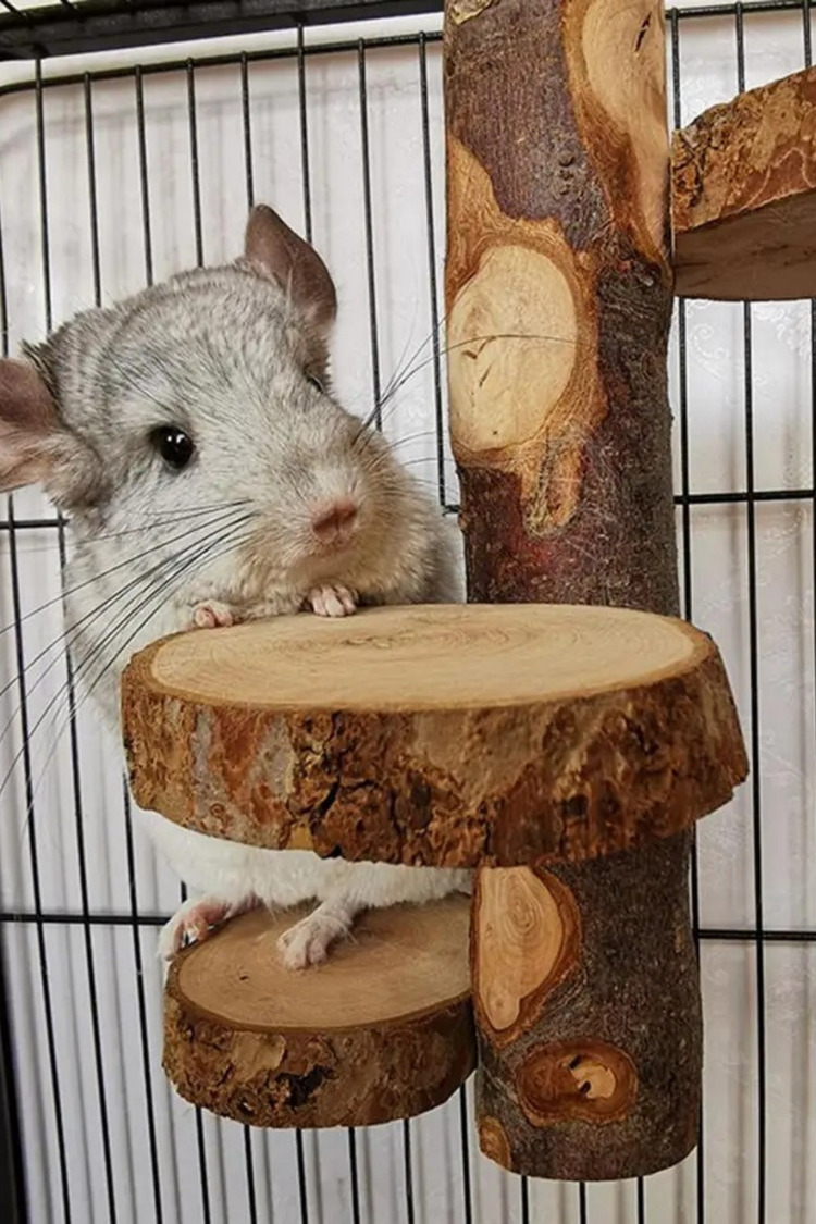 Çevre Dostu Chinchilla Standı ve Kuş Oyuncağı - Çok Amaçlı Bite Dayanıklı Levrek Standı