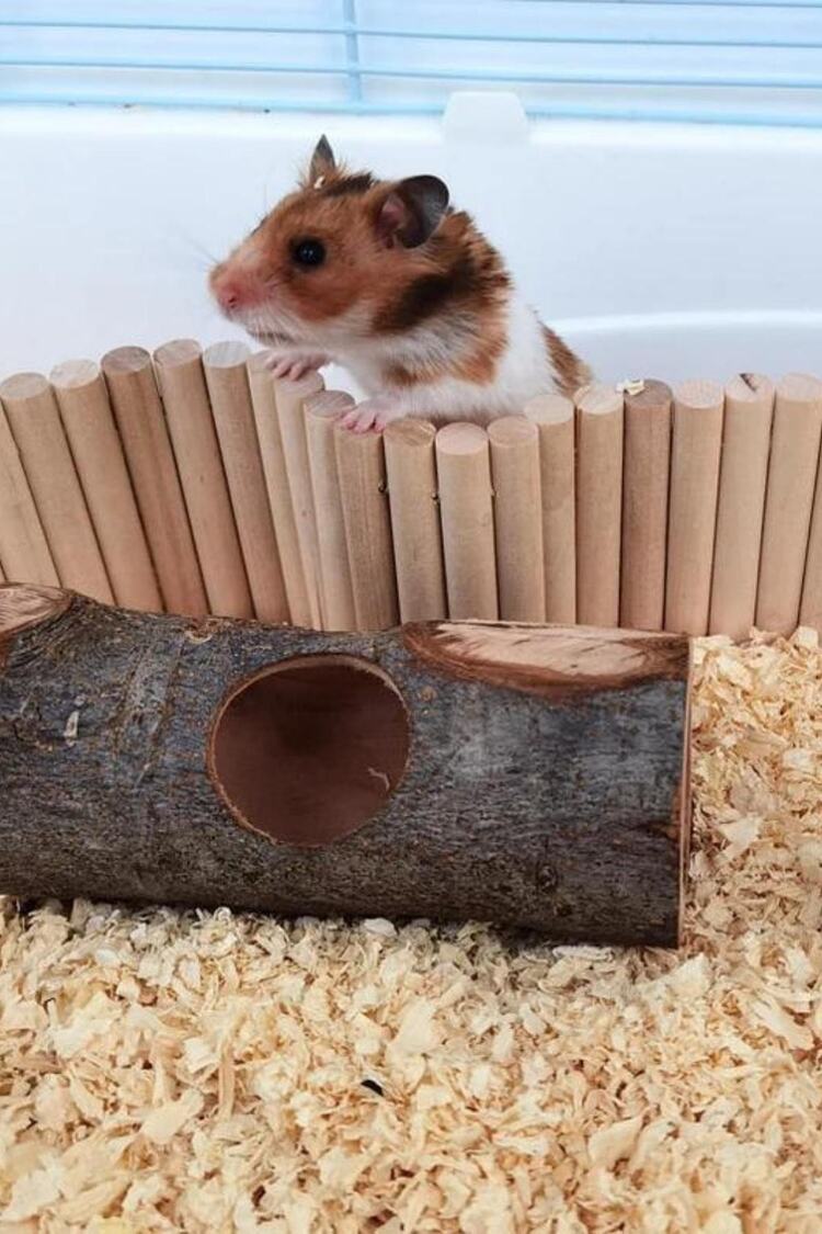 Hamster Uzun Ahşap Köprü, Cüce Hamster Bükülebilir Merdiven,