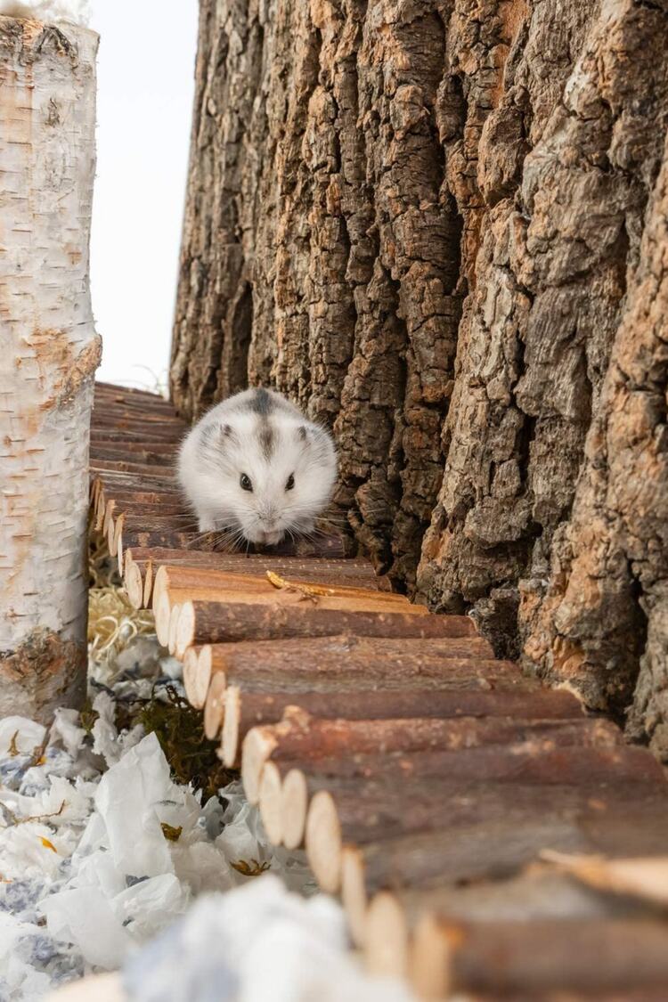 Hamster Asma Köprü, Fare Gerbiller Ve Diğer Küçük Hayvanlar Için Uzun Tırmanma Merdiveni