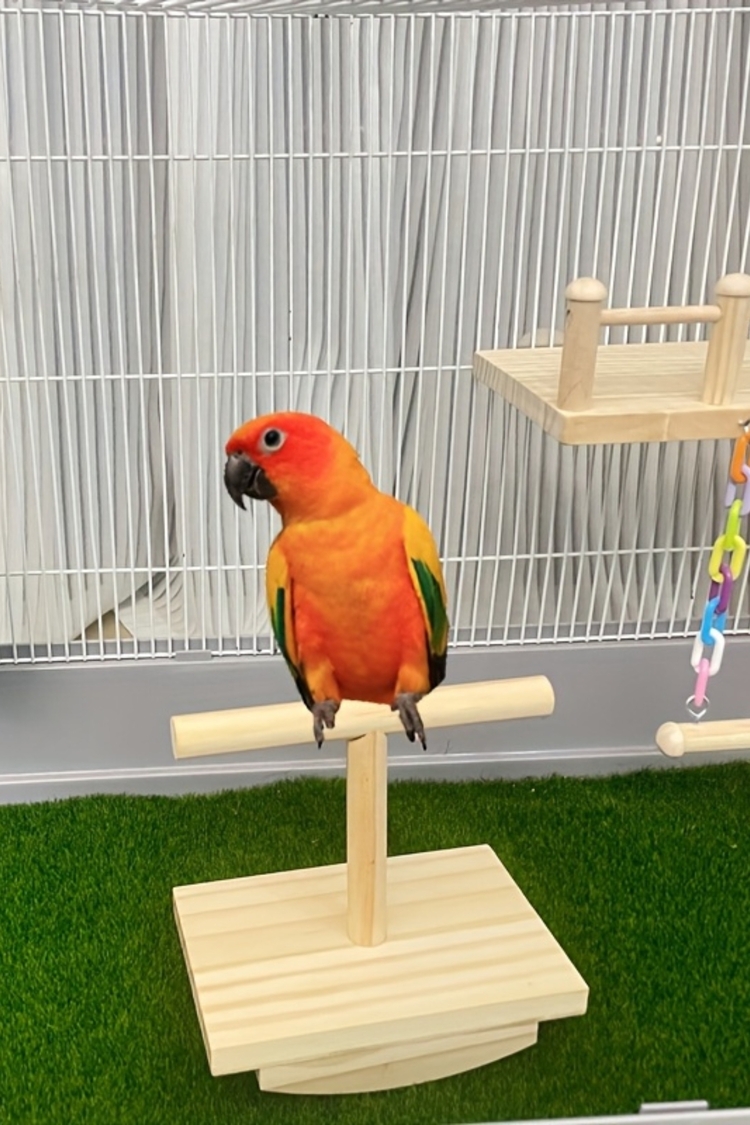 Doğal Ağaç Kuş Oyun Platformu - Muhabbet Kuşu, Conure, Sultan Papağanı İçin Zeka Oyuncağı
