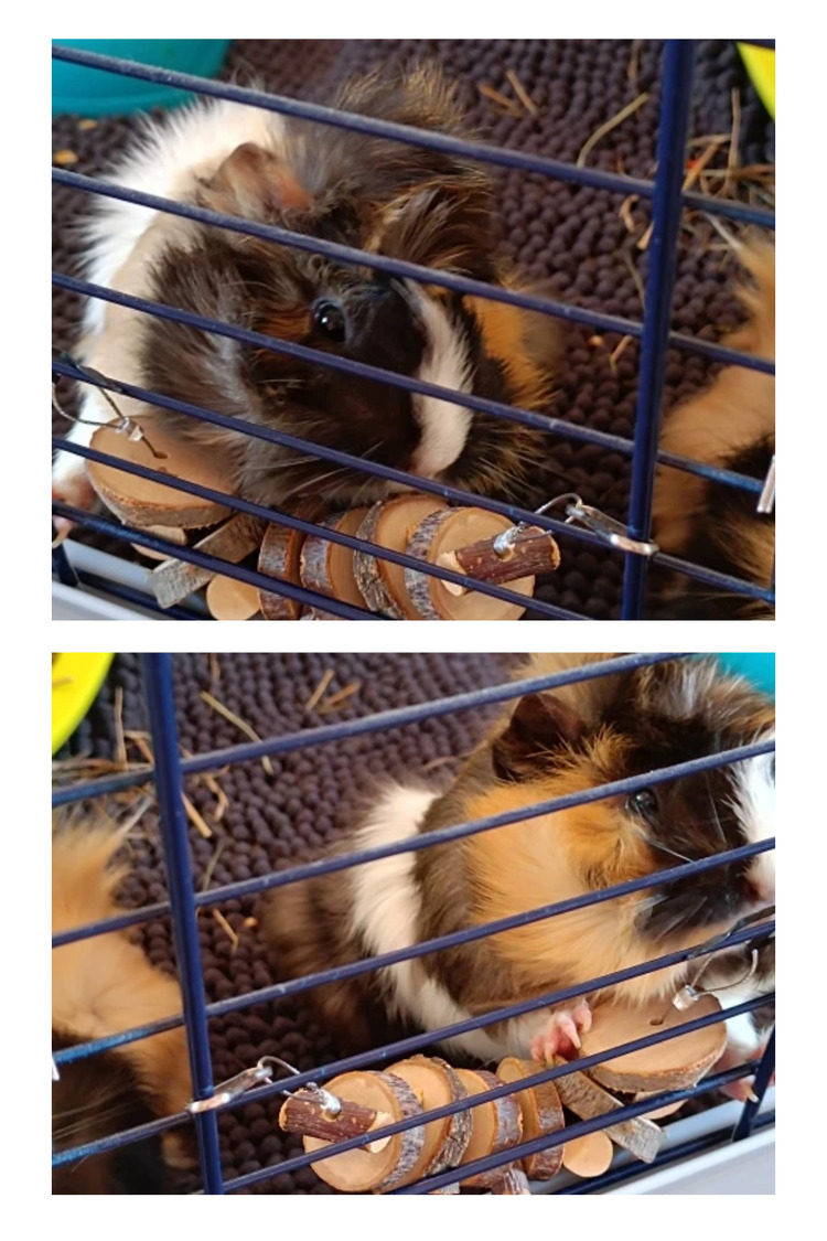 Hamster ve Tavşan Çiğneme Oyuncağı - Doğal Ahşap Sopa