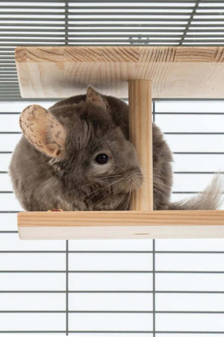 Çift Yüzlü Ahşap Platform – Çam 24.8 cm Genişlikli “Double-Sided Chinchilla Ledge”