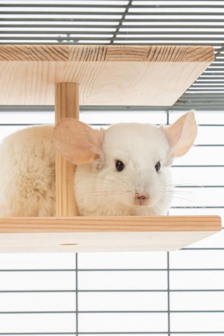 Çift Yüzlü Ahşap Platform – Çam 24.8 cm Genişlikli “Double-Sided Chinchilla Ledge”