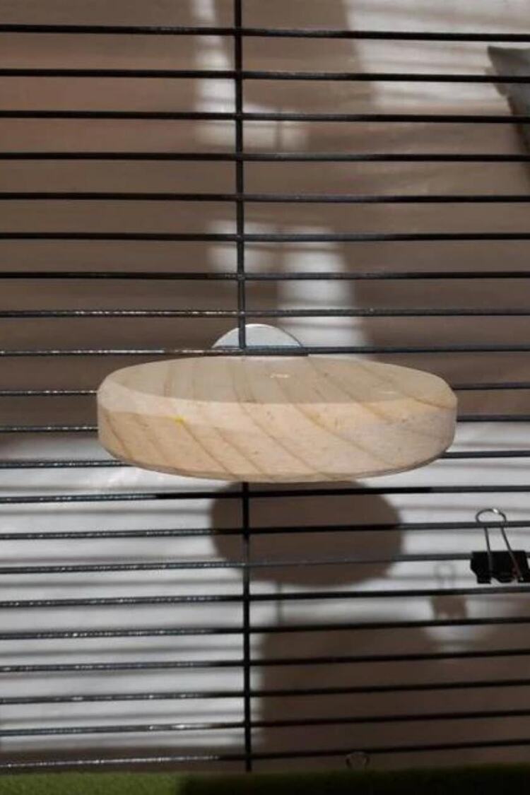 3'lü Set Dairesel Ahşap Çıkıntılar Sıçanlar, Kuşlar, Sincaplar, Degu Ve Diğer Yaratıklar