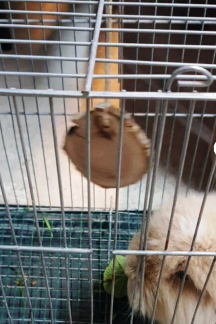 Doğal Ahşap Kemirme Oyuncağı – Hamster ve Tavşanlar için Sağlıklı ve Dayanıklı Oyuncak