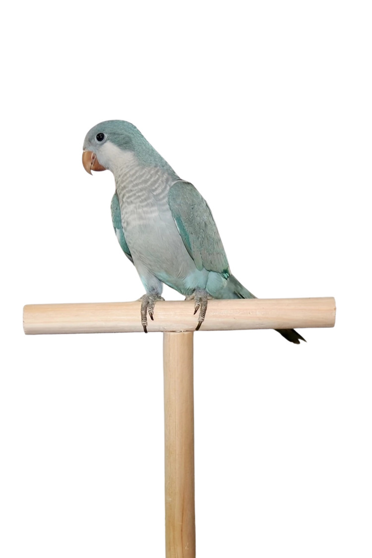 19.99cm T-Şekilli Ahşap Kuş Platformu - Küçük ve Orta Boy Papağanlar İçin