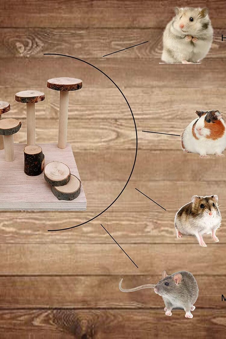 2'li Set Hamster Oyun Alanı Bendy Köprü Seti Cüce Hamster
