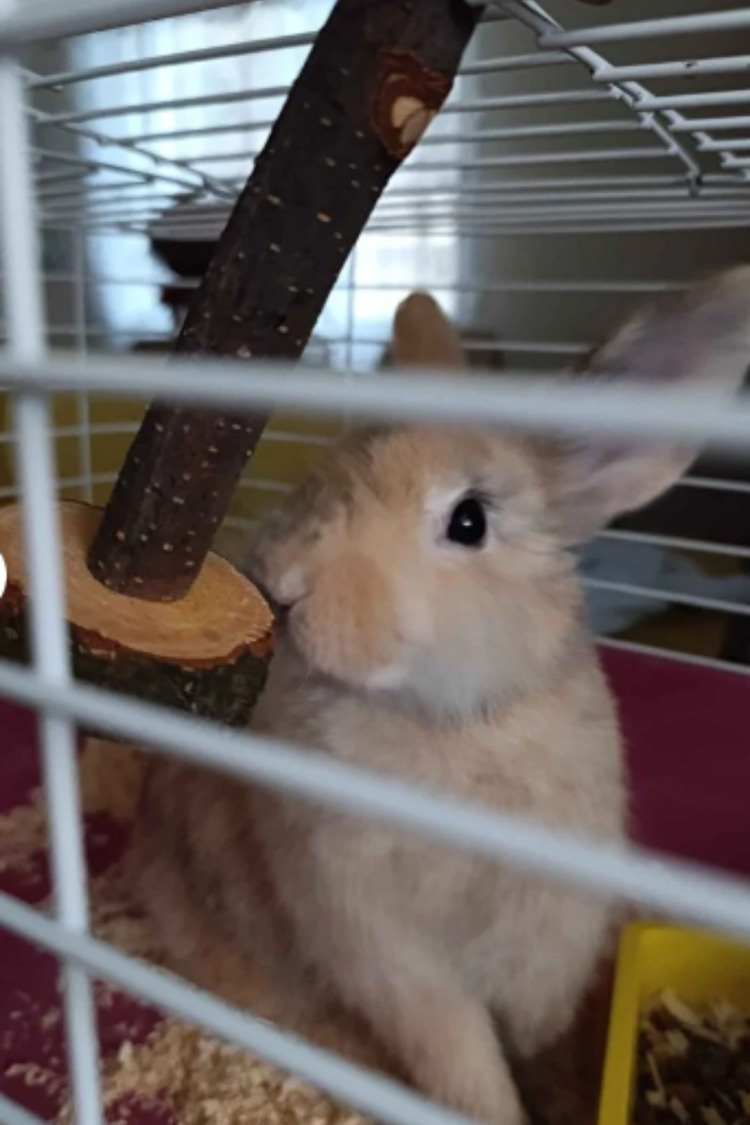 Doğal Kemirme Oyuncağı – Hamster, Tavşan ve Ginepig için Dayanıklı Yuvarlama Tasarım
