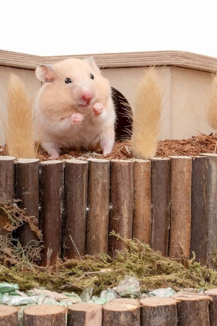 Hamster Fare Sıçan Kuşlar Için Eğlenceli Ahşap Merdiven Köprü