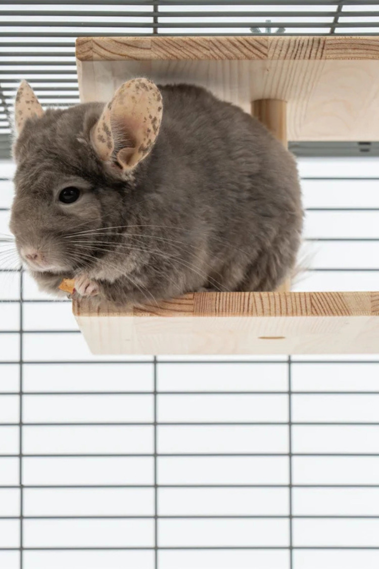 Çift Yüzlü Ahşap Platform – Çam 24.8 cm Genişlikli “Double-Sided Chinchilla Ledge”