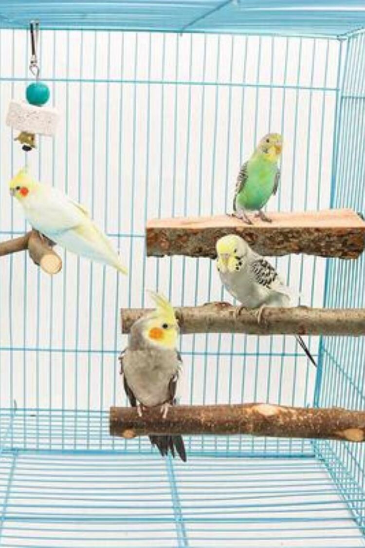 4 Paket Doğal Ahşap Kuş Levrek, Papağan Standı Levrek Platformu