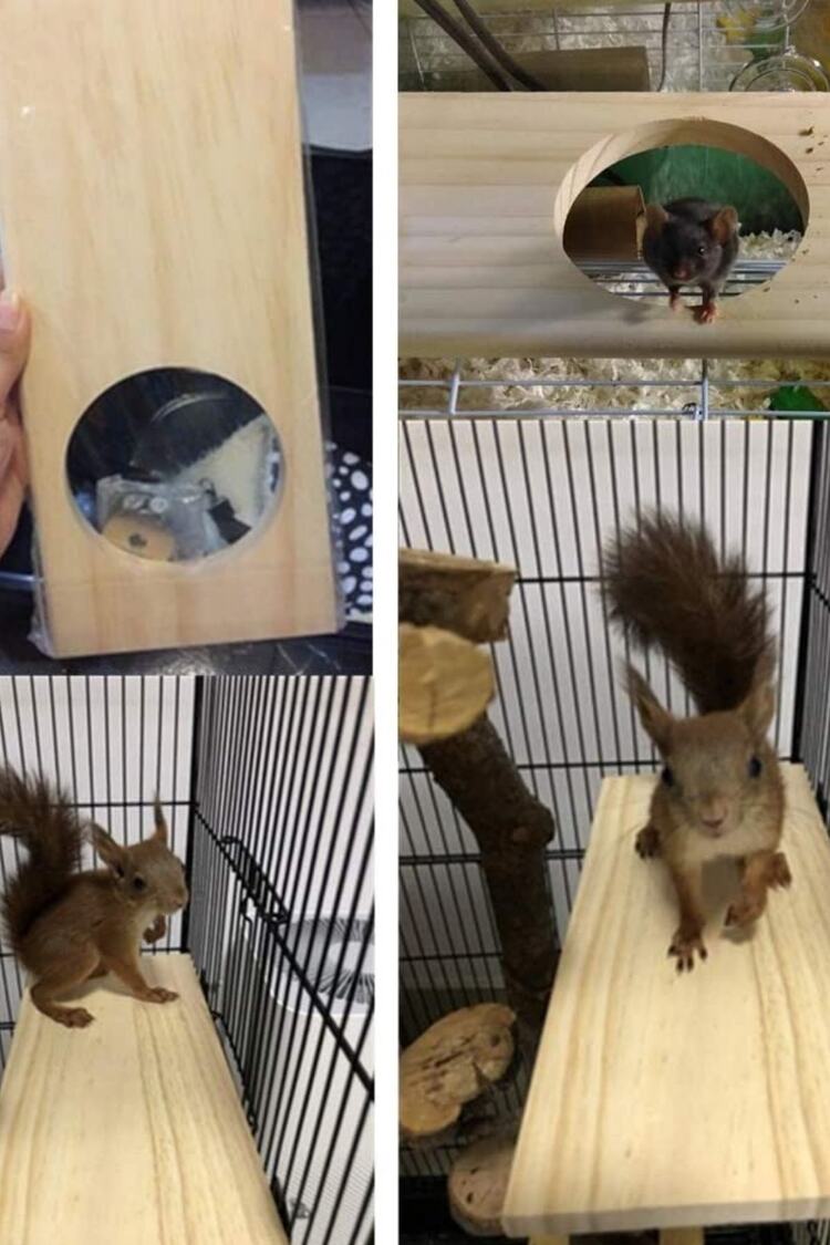 Ahşap Stand Platformu Papağan Muhabbet Kuşu Papağan Papağanı Conure Hamster Fare Chinchilla